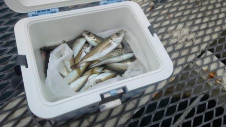 今日もアジは好調　（下関フィッシングパーク…